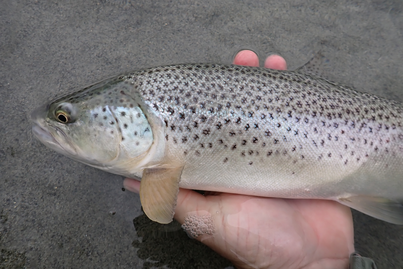 Blank og vakker ørret