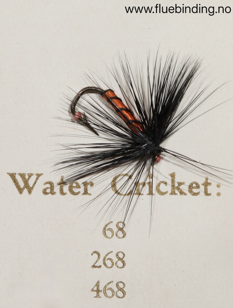 Water Cricket