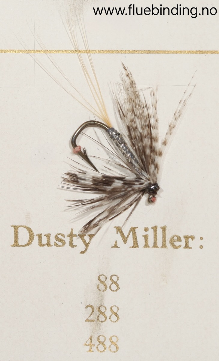 Dusty Miller