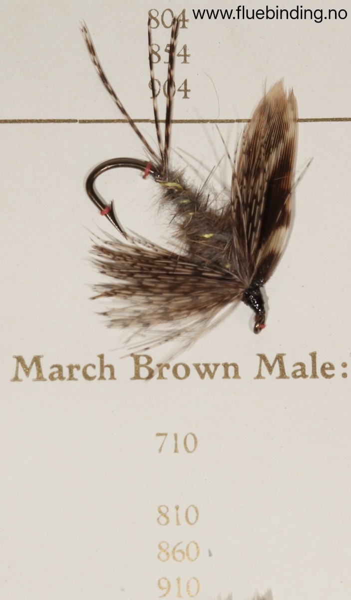 March Brown Male