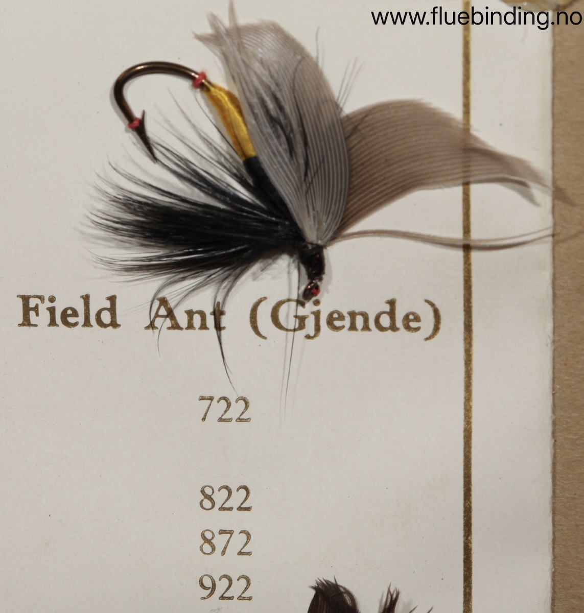Field Ant