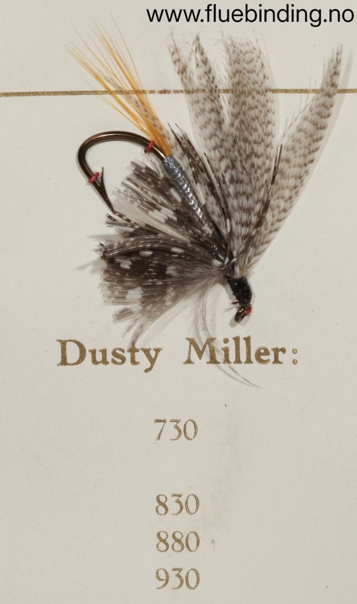 Dusty Miller