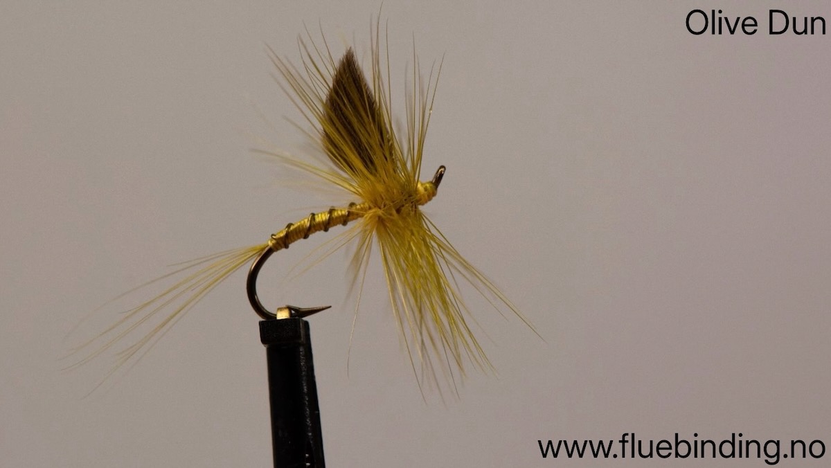 Olive Dun