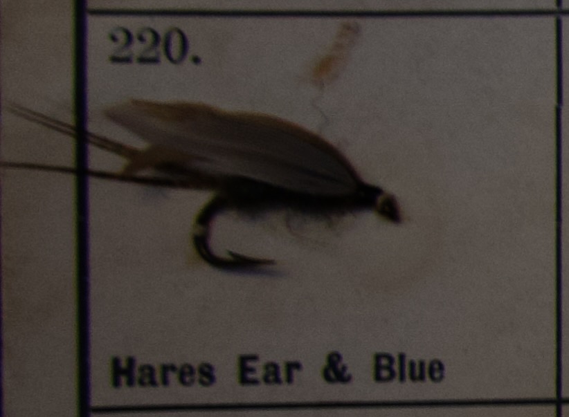 Hares Ear Blue