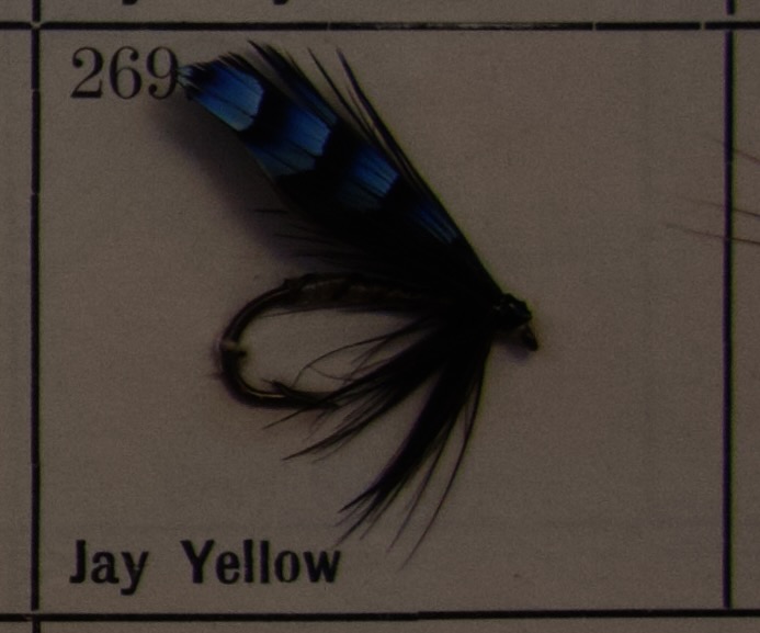 Jay Yellow