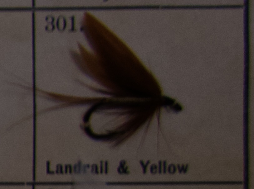 Landrail Yellow