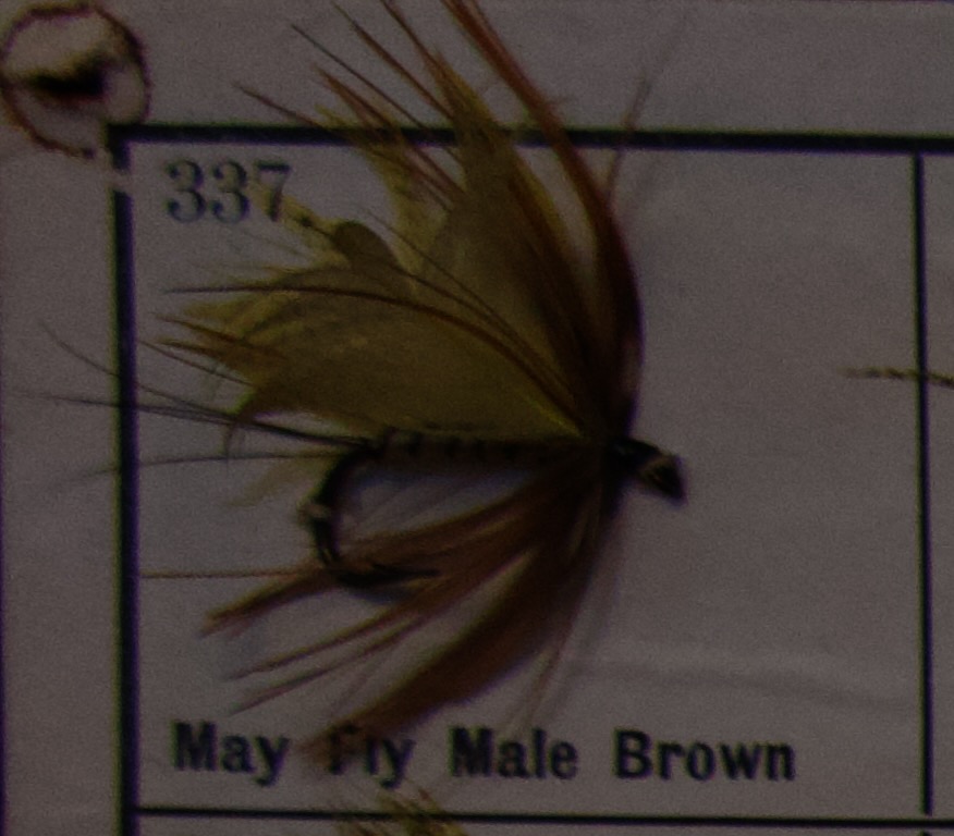 May Fly Male Brown