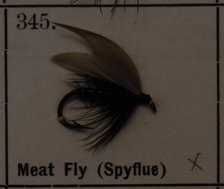 Meat Fly