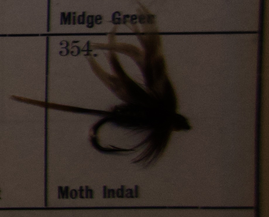 Moth Indal