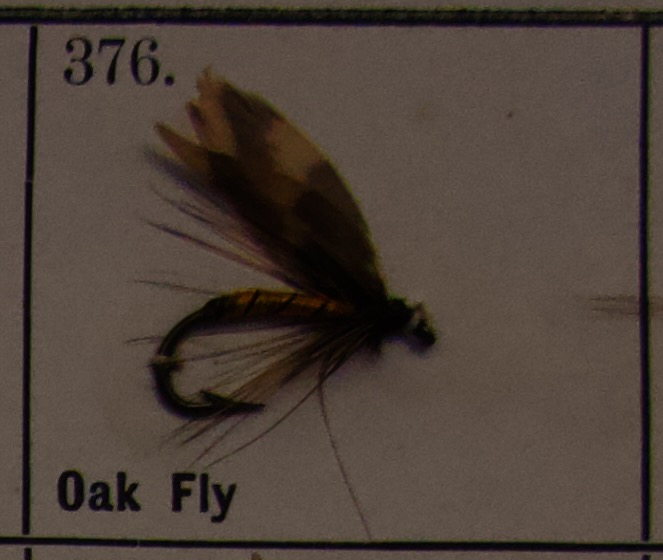 Oak Fly