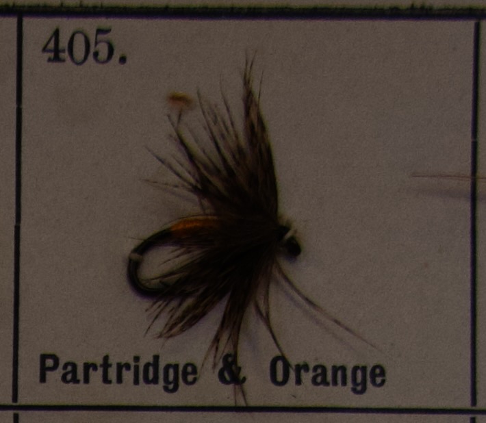 Partridge Orange