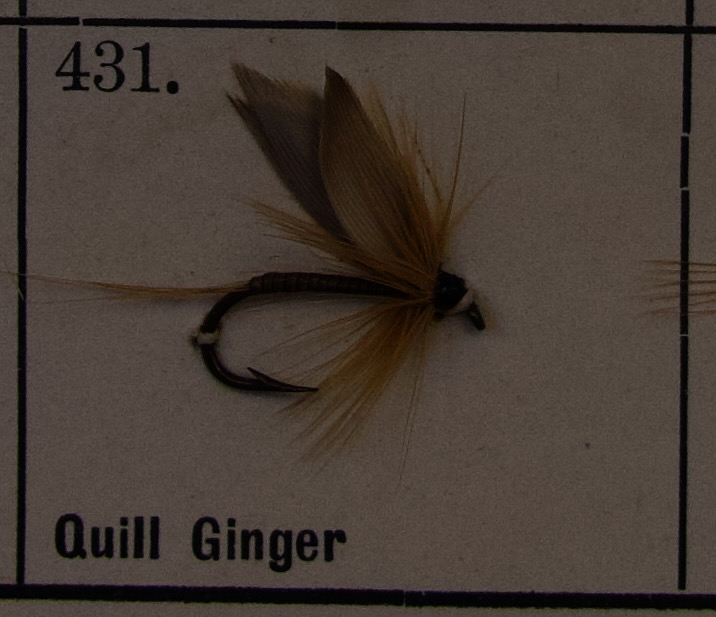 Quill Ginger