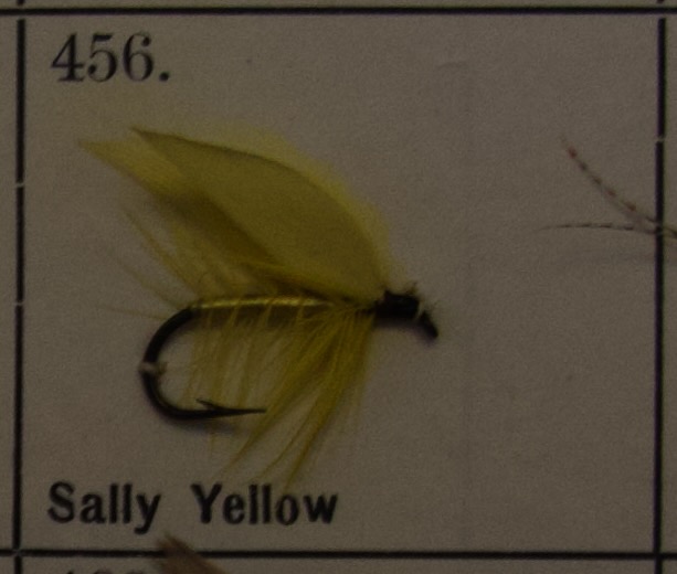 Sally Yellow