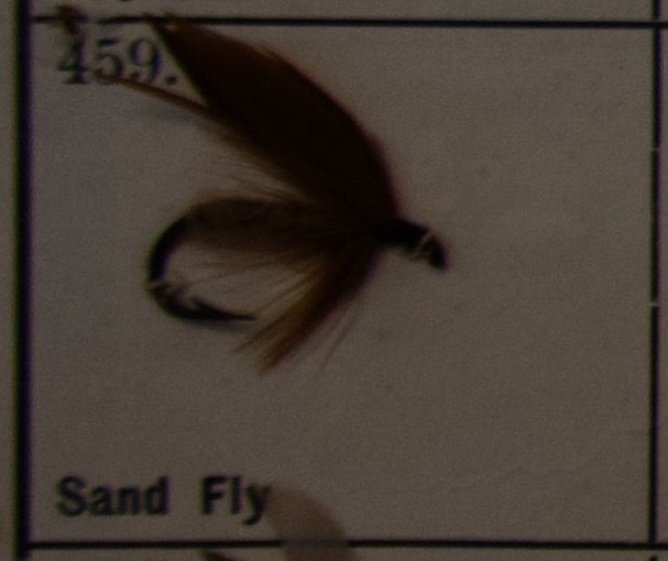 Sand Fly