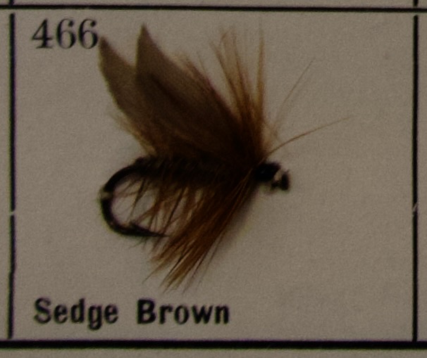 Sedge Brown