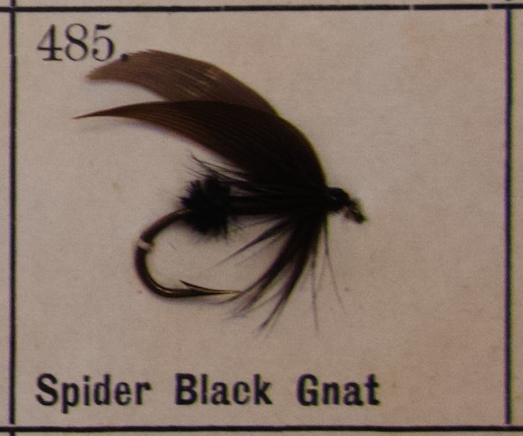 Spider Black Gnat