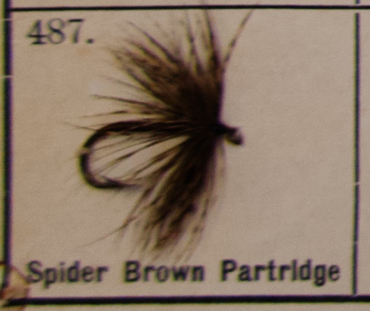 Spider Brown Partridge
