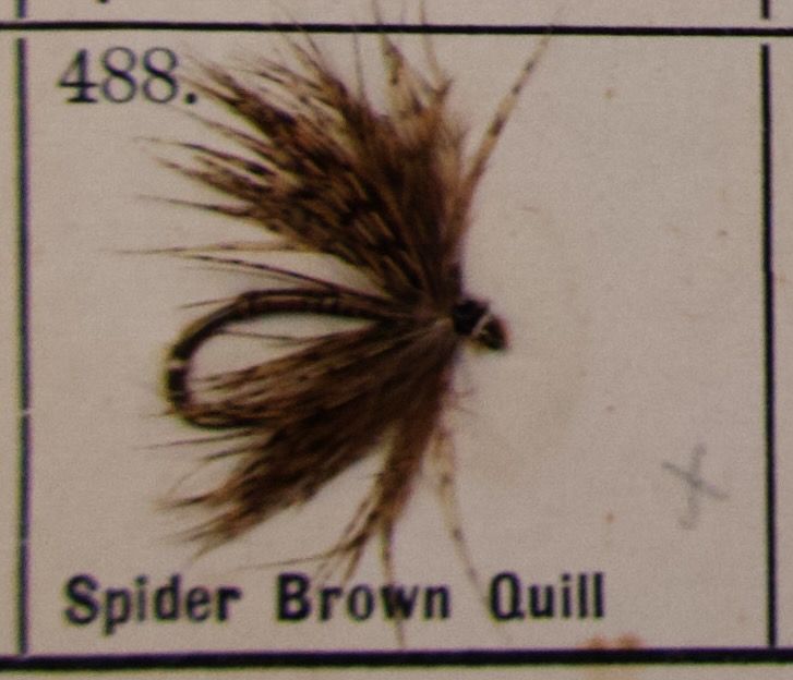 Spider Brown Quill