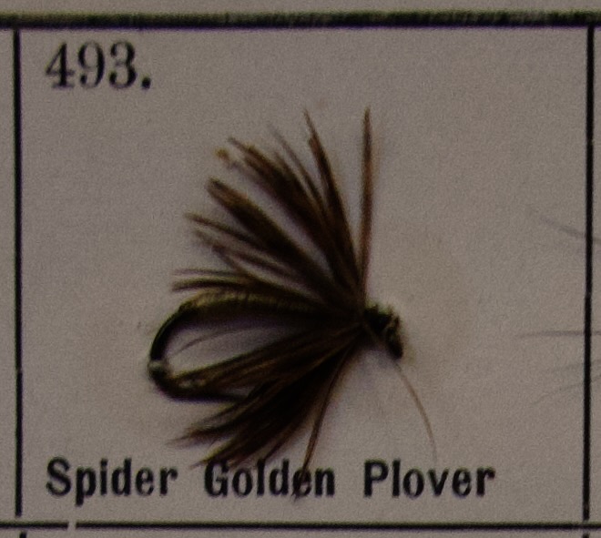 Spider Golden Plover