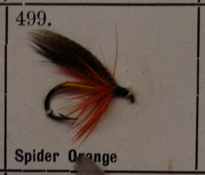 Spider Orange