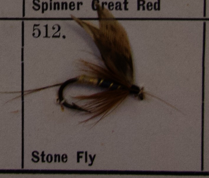 Stone Fly