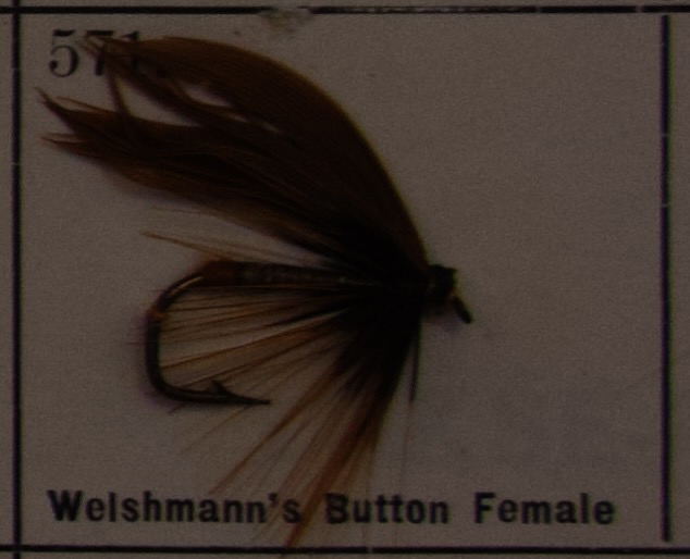 Welshmanns Button Female