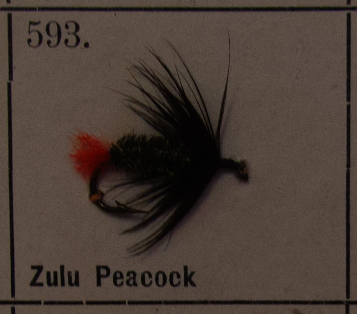 Zulu Peacock