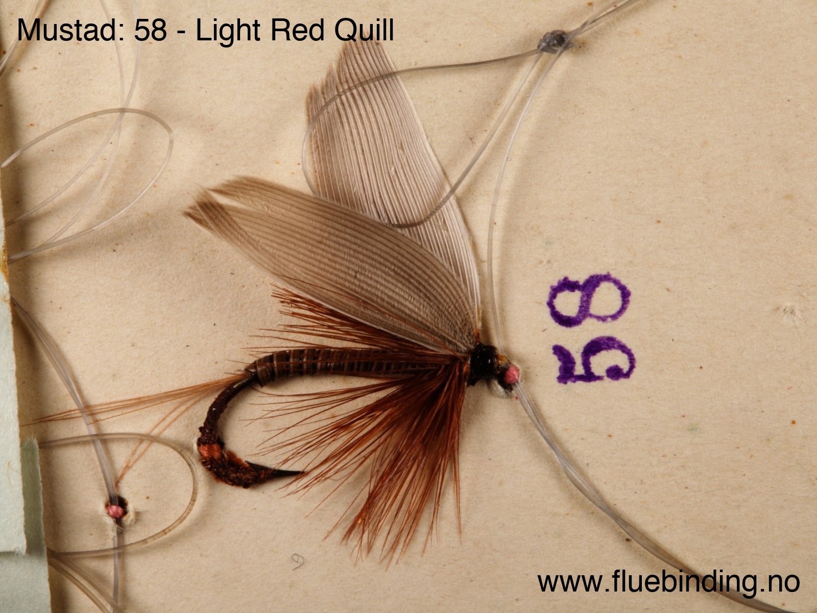 Light Red Quill
