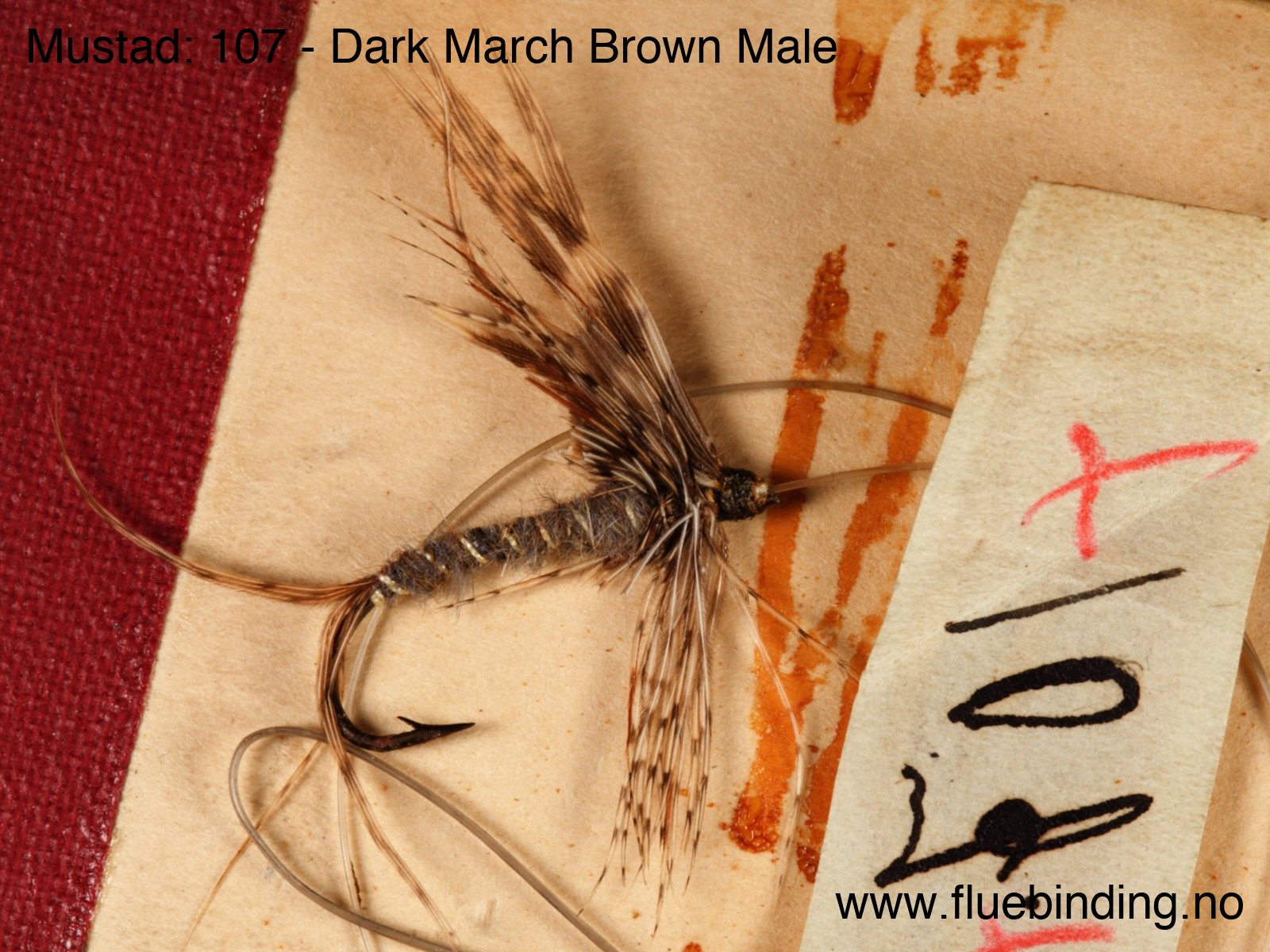 Dark March Brown Male