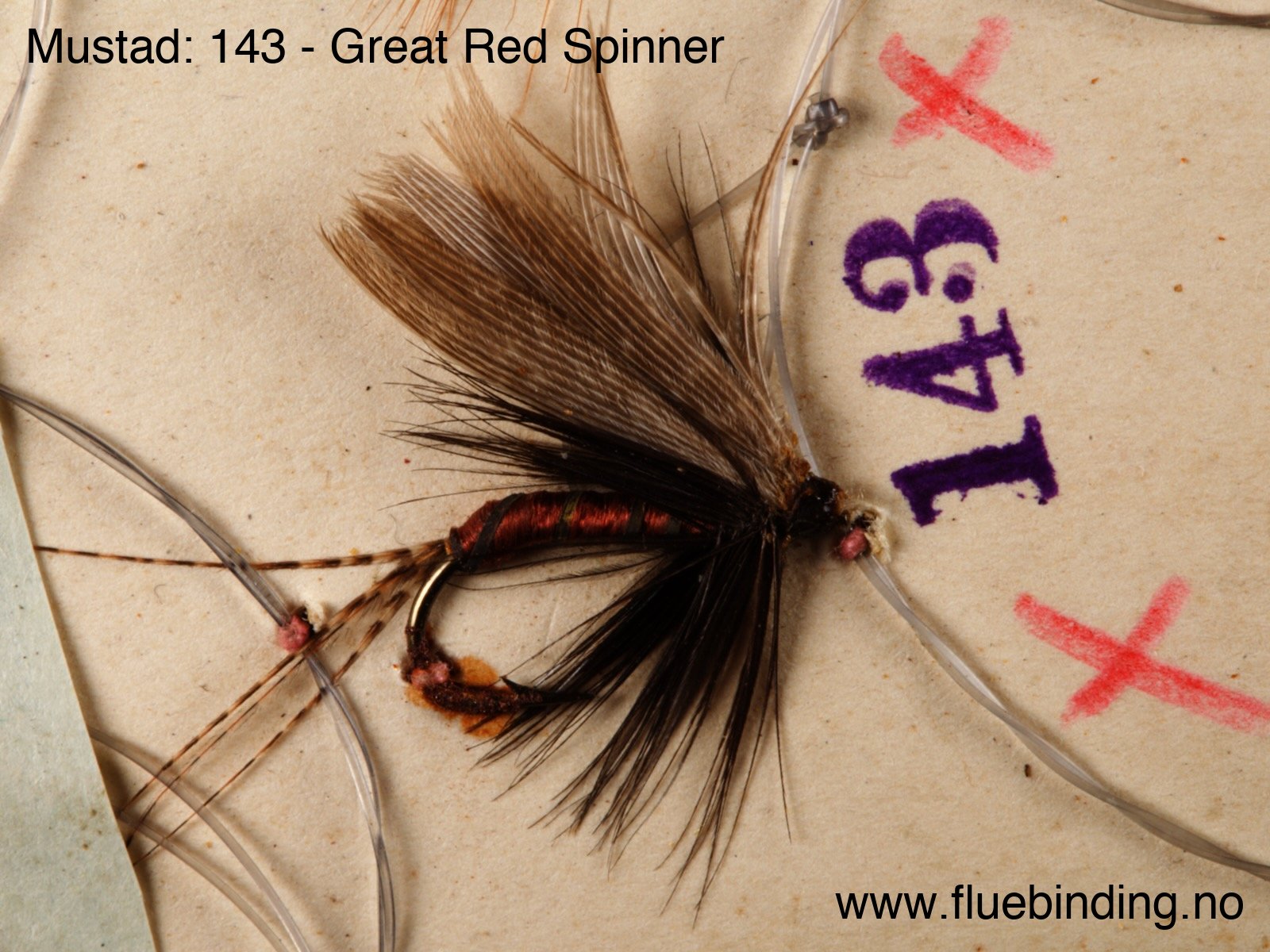 Great Red Spinner