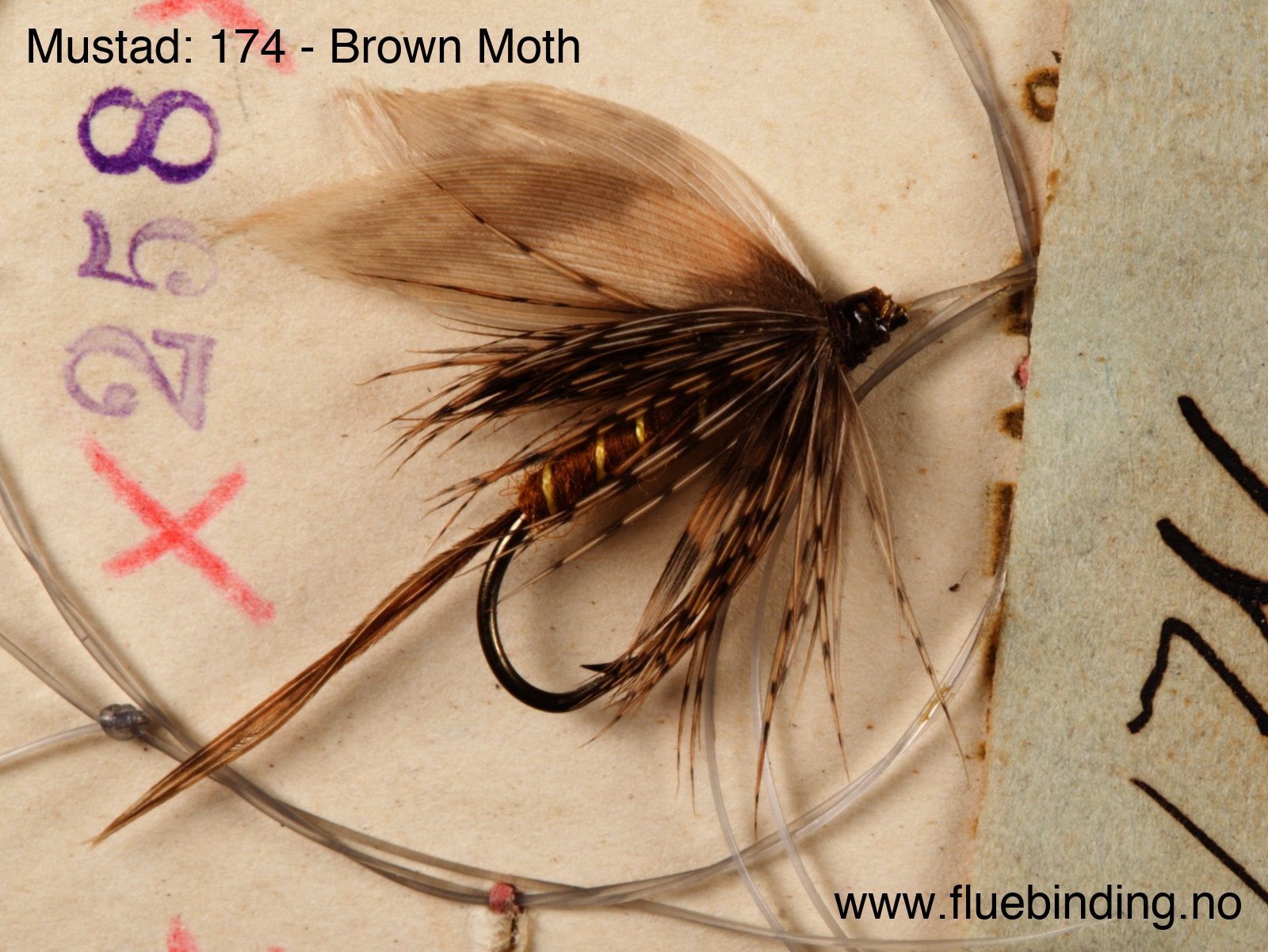 Brown Moth