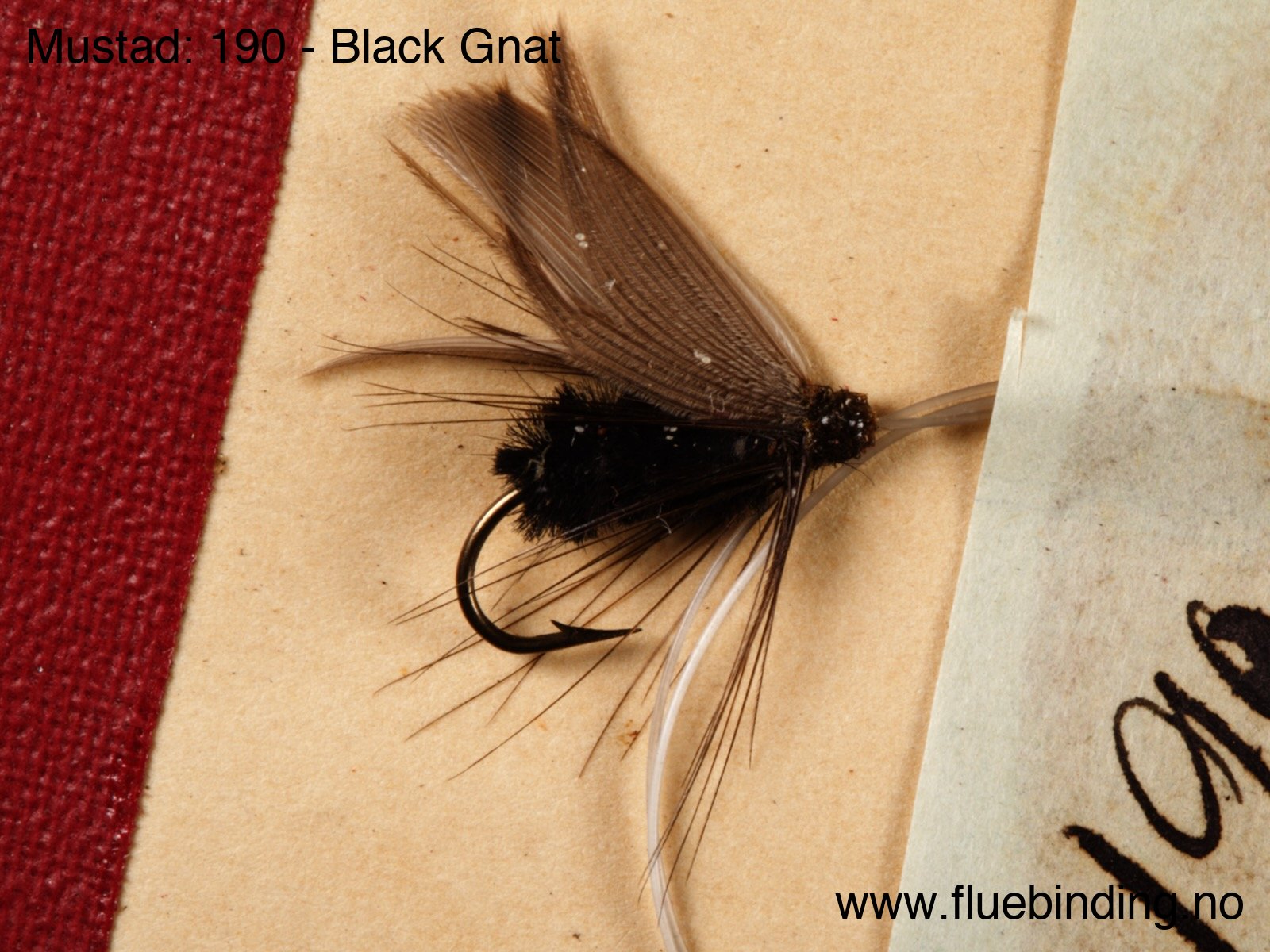Black Gnat
