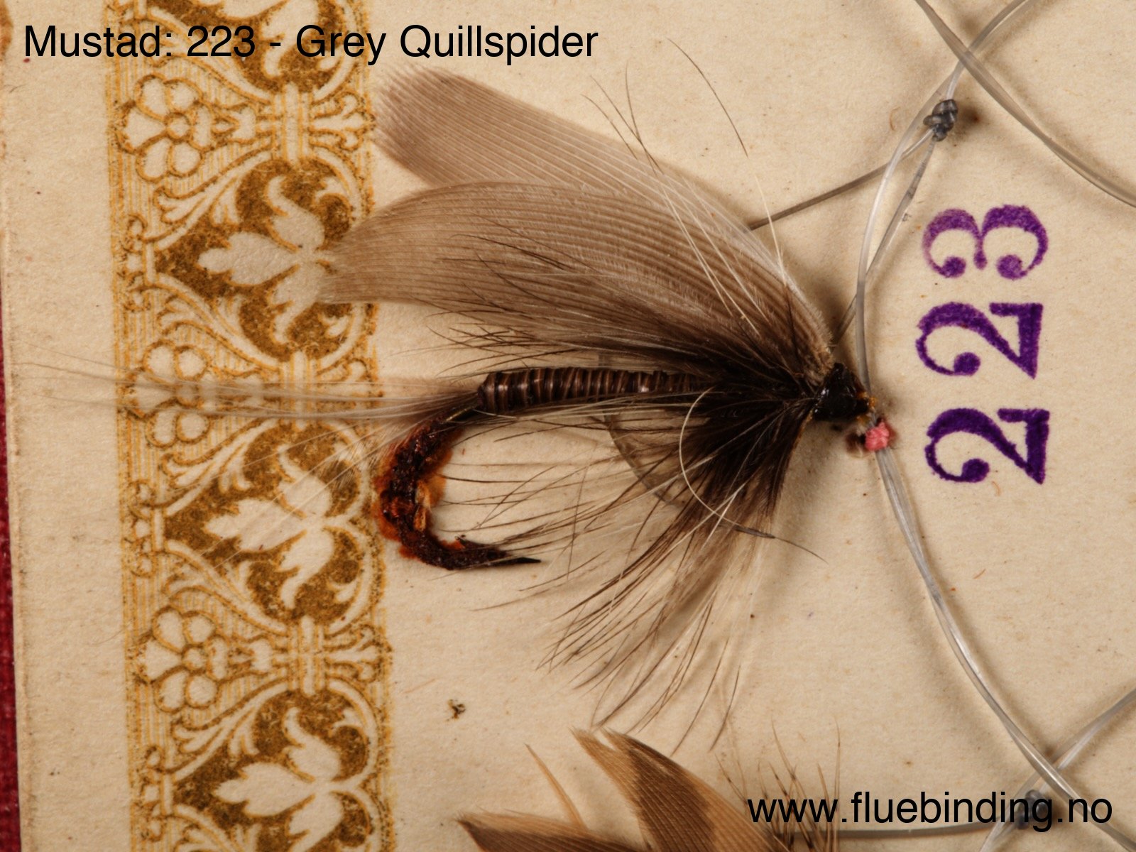 Grey Quillspider