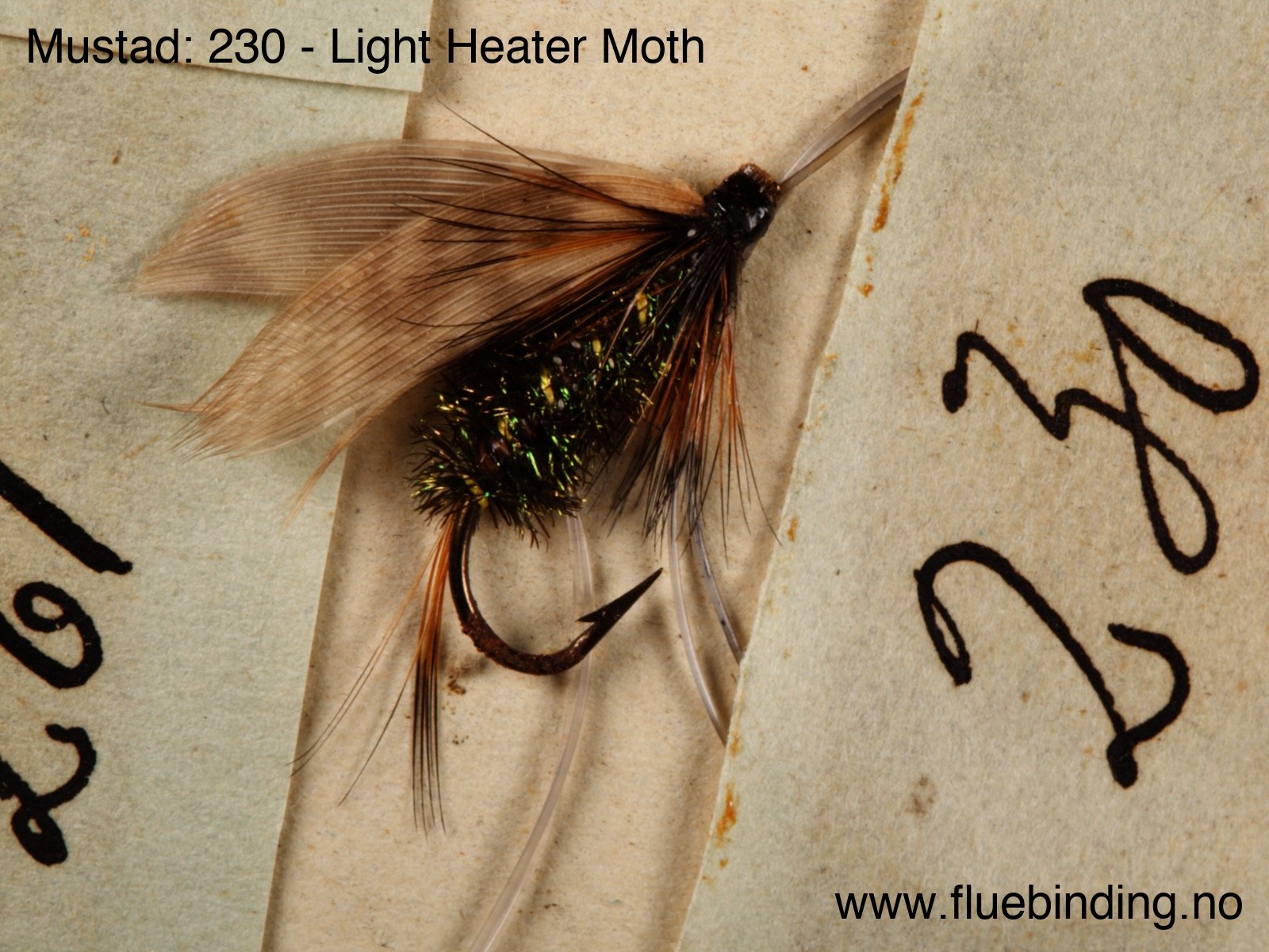 Light Heater Moth