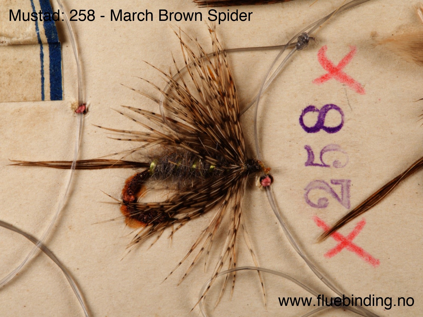 March Brown Spider